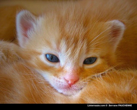 362003 (a): :1280x1024